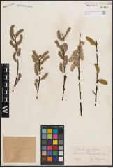 Foto von Salix discolor Muhl.